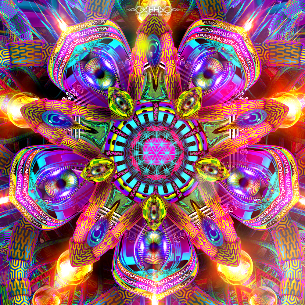 Asteroidea Venusia detail 7